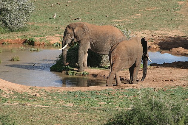 Addo NP