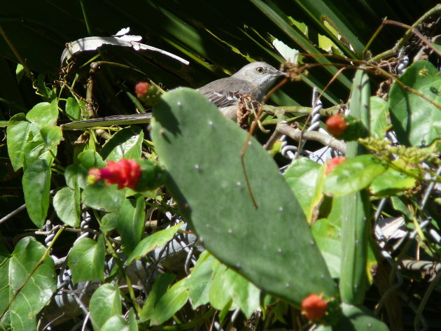 Spotlijster verstopt in Opuntia (vijgcactus) in Fruit & Spice Park