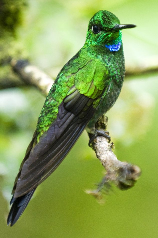 Green-crowned Brilliant