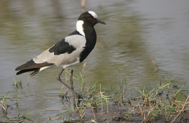 Blacksmith Lapwing