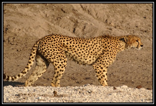 Cheeta 