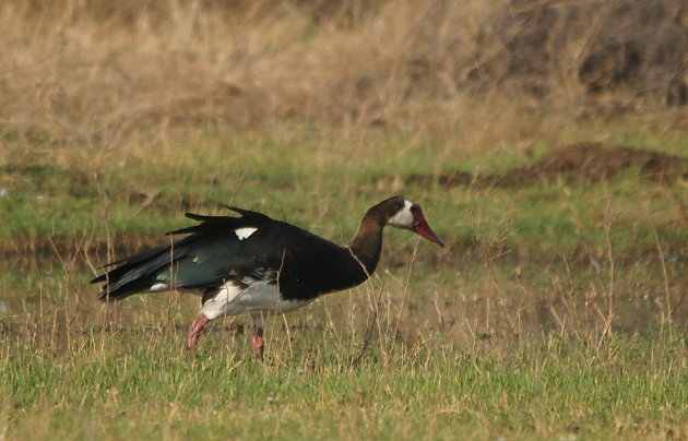 Spur-Winged Goose