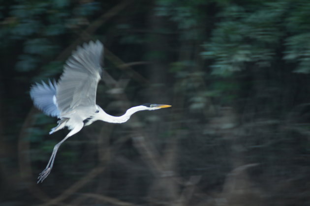 Een doodgewone vogel