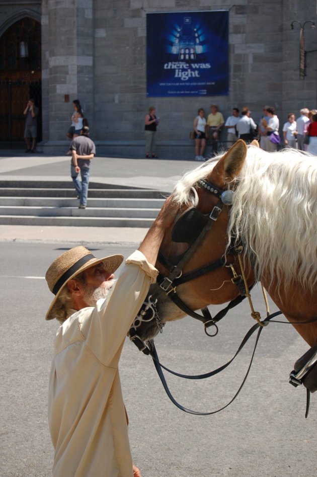 Man streelt paard