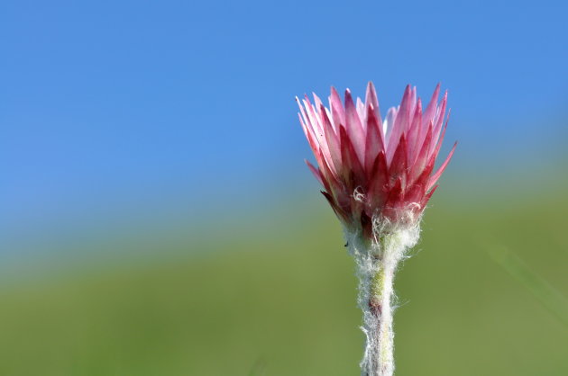 Bloem op Drakensberg