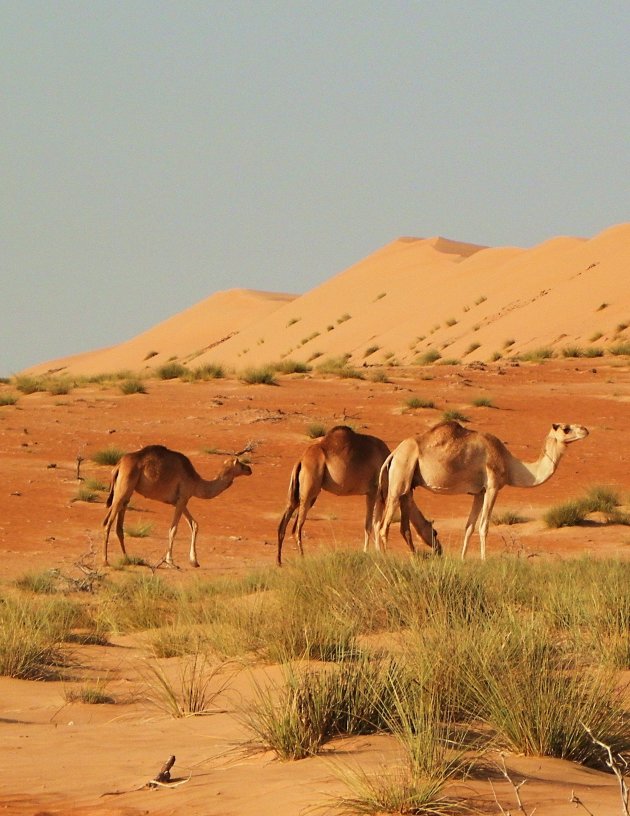 Wahiba sands