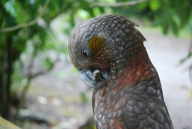 Kea