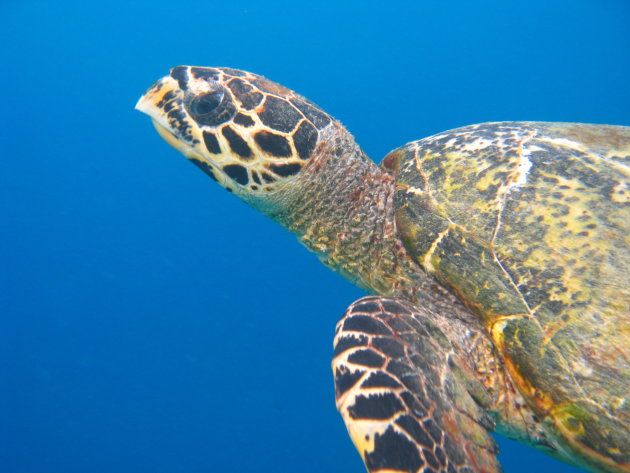 Zeeschildpad bij Gili Trawagan