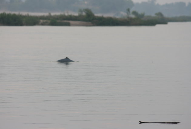 De Irrawaddy dolfijn