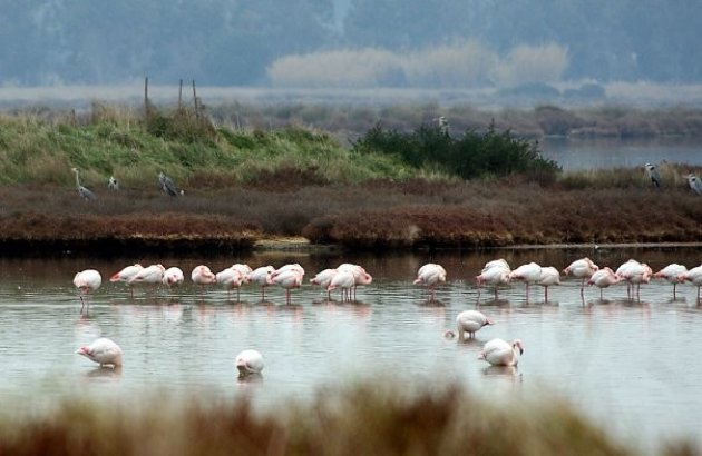 MAREMMA Orbetello voor vogelaars