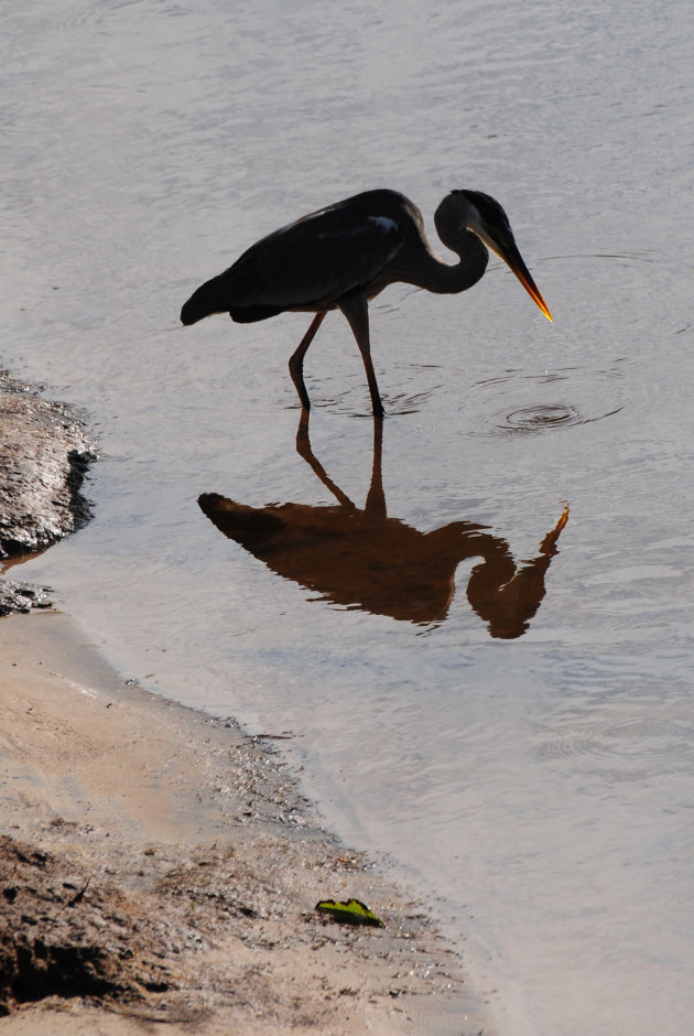 Jagende reiger in de Kabaleborivier, Suriname