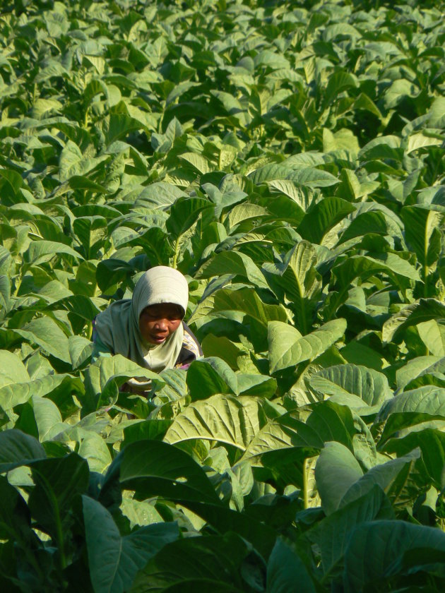 aan het werk in de tabaksvelden, Lombok