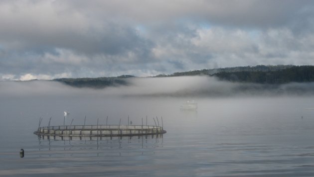 Fish Farms at Macqarie Harbour