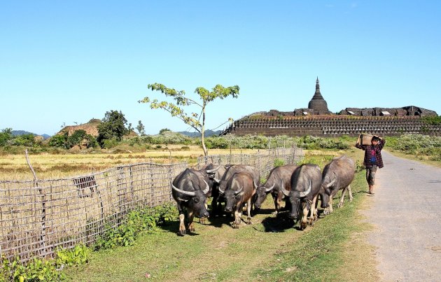 mrauk u