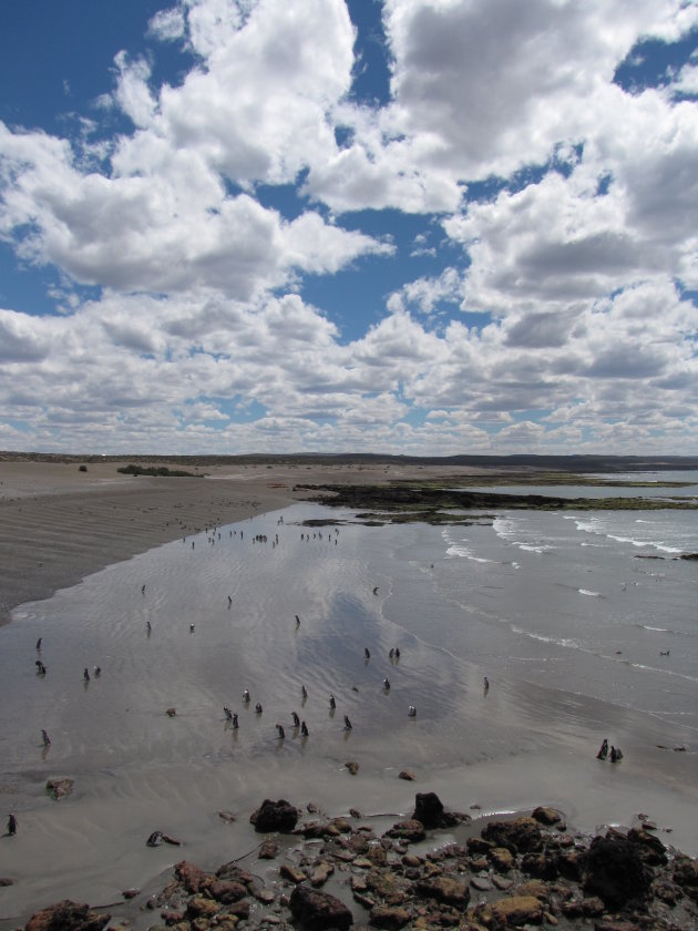 Pinguins op het strand