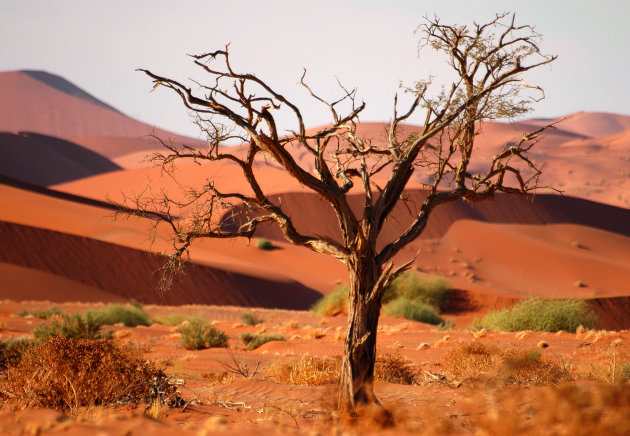 Acacia in Sossuvlei