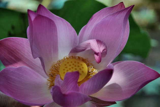 Roze lotus