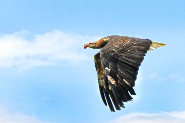 Roofvogel met pootje in bek