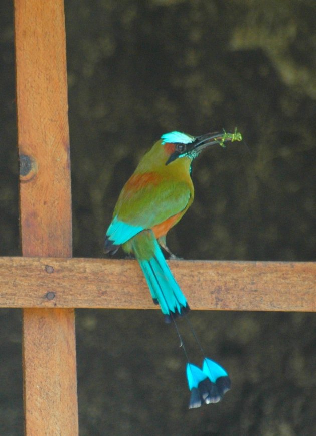 Vogel zonder naam?