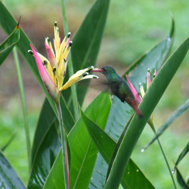 Colibri