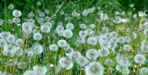 weg paardebloem