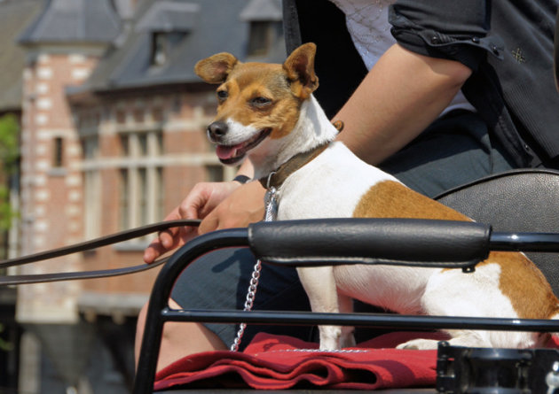 hondje op de bok