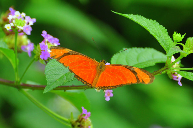 oranje vlinder