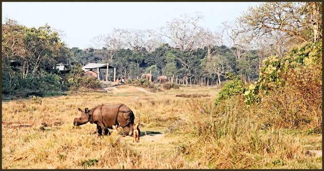 neushoorn