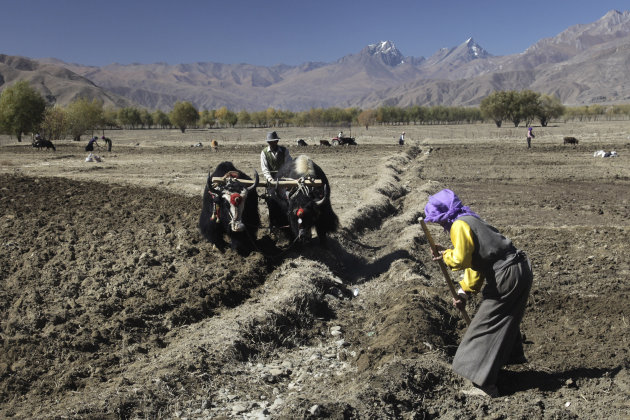 Werken op het land aan de voet van de Himalaya