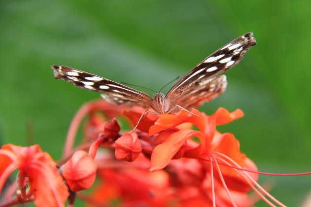 Vlinder Monte Verde Cloud Forest