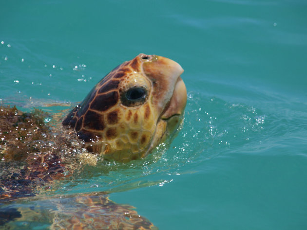 Zeeschildpad in Sian Ka'an national park.