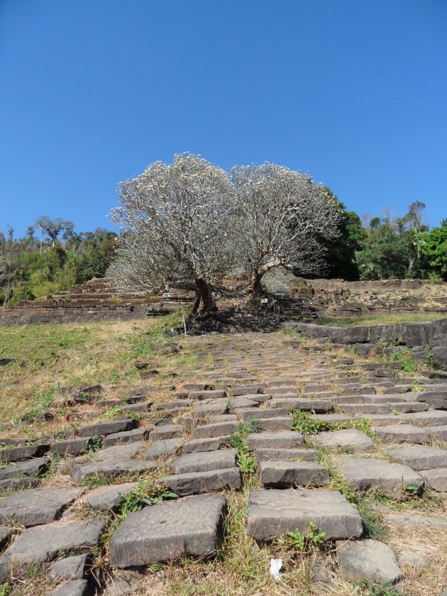 Pad naar Wat Phu, Champasak