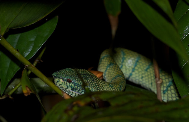 Borneo Viper