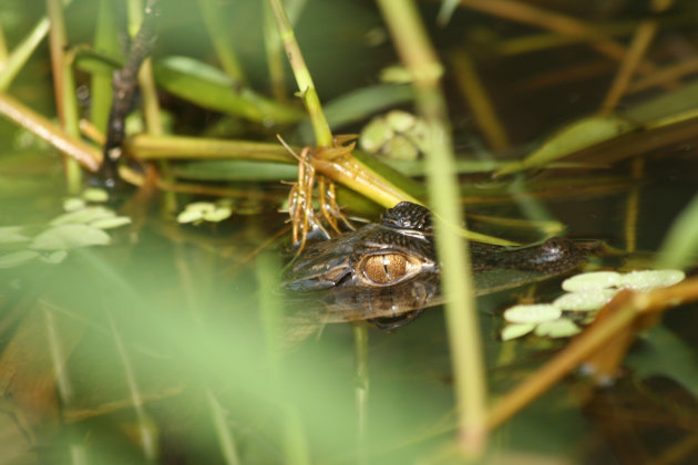 Baby Krokodil.... wel oppassen geblazen voor moeder kroko...