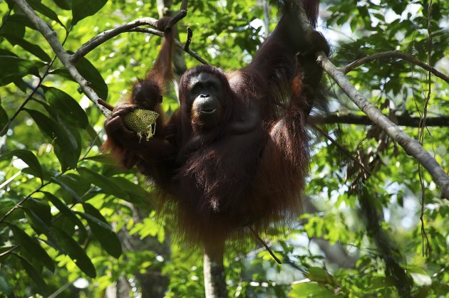 Orang oetan met jong