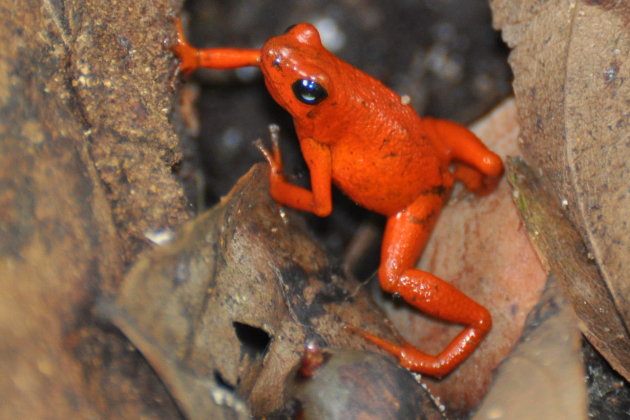 aardbei kikker