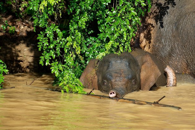 Pigmee Olifant (jong)