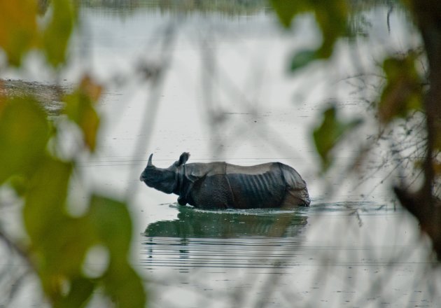 Chitwan Neushoorn