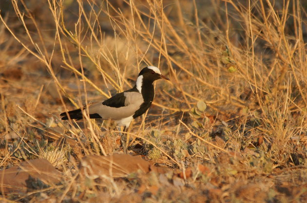 Blacksmith Lapwing