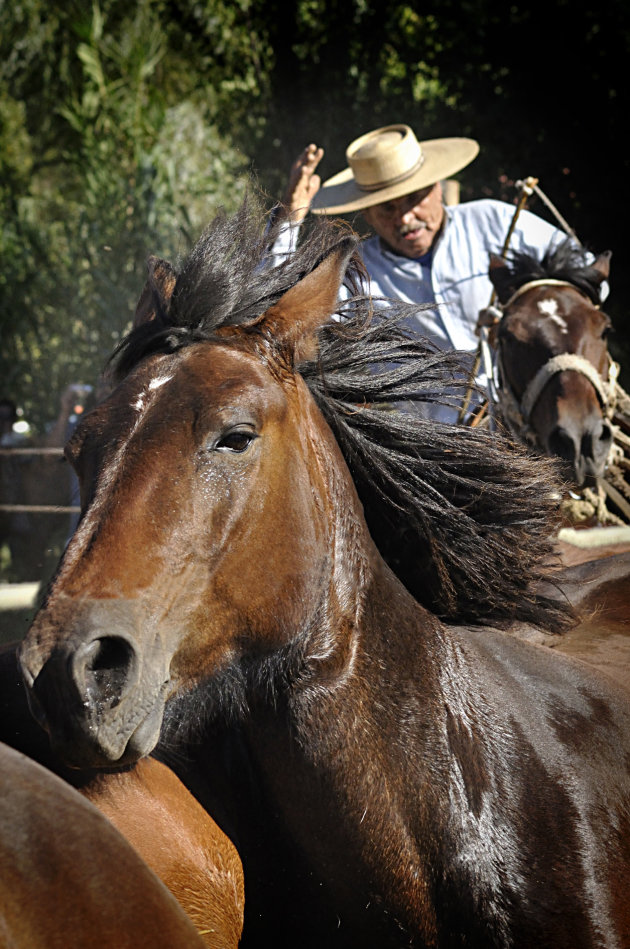 Opdrijven van de de paarden