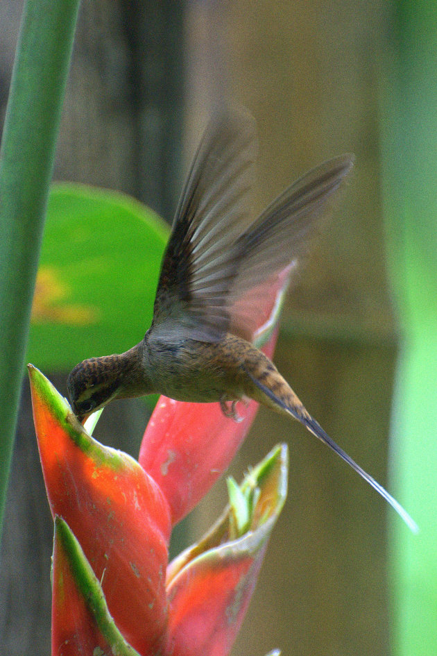 long billed hermit