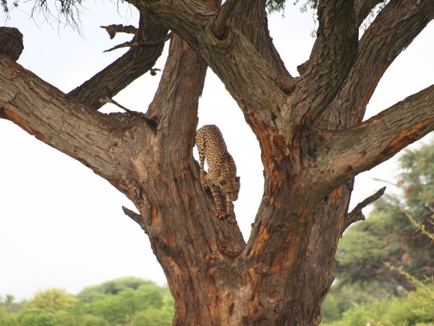 Deze foto is gemaakt in Hwange National Park. Het mooie jachtluipaard.