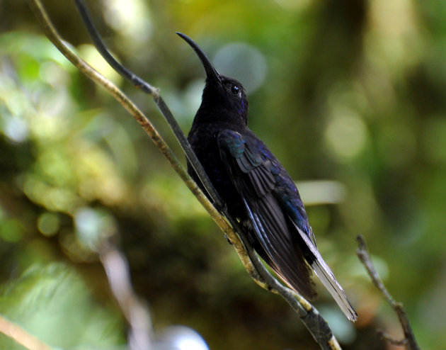 Violet Sabrewing