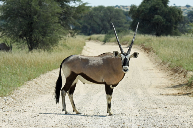 Gemsbok poseert