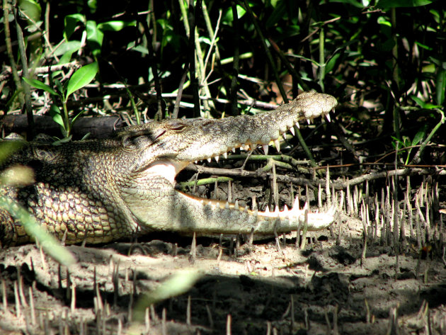 Crocodile