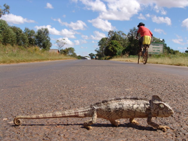 Parson's kameleon op de weg