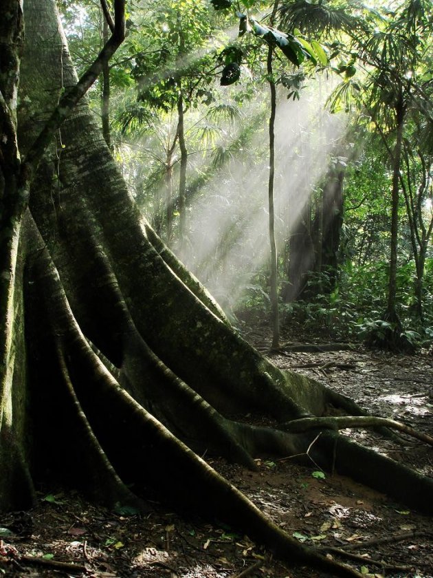 Zonnestralen op een figtree