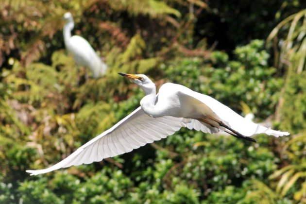 Grote Zilverreiger