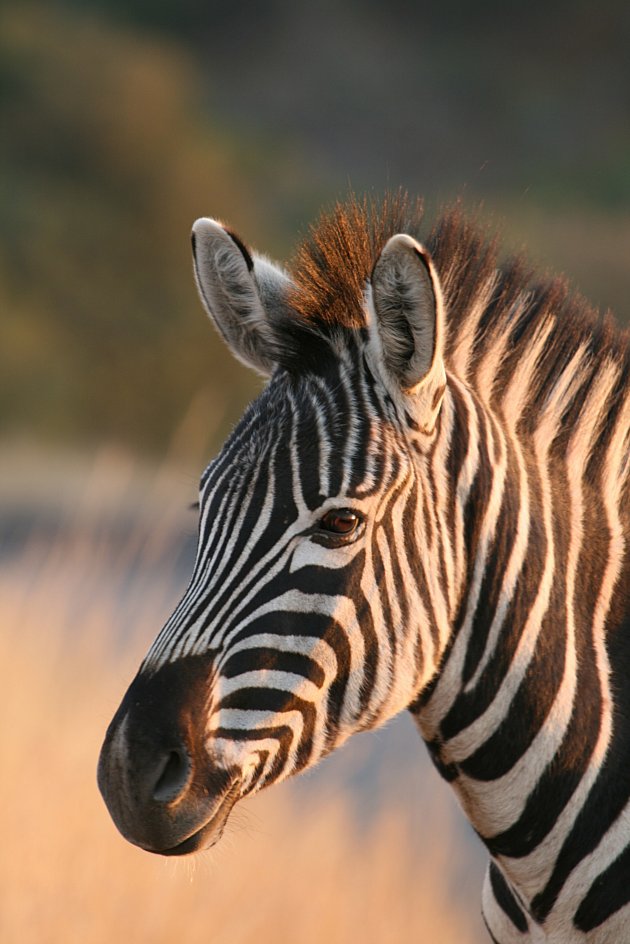 Zebra bij namiddaglicht
