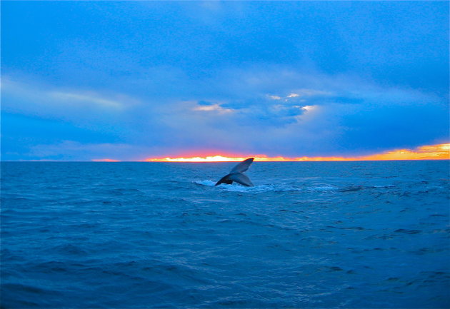 Walvis en zon gaan onder